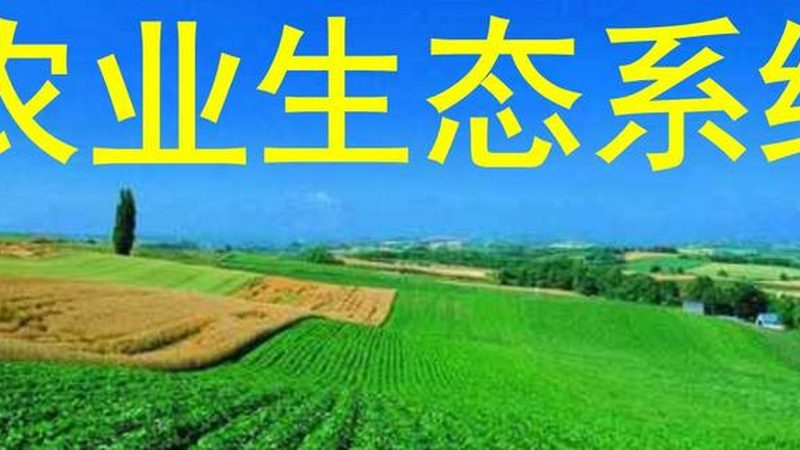 宝宝辅食新选择：有机蔬菜，营养又健康**