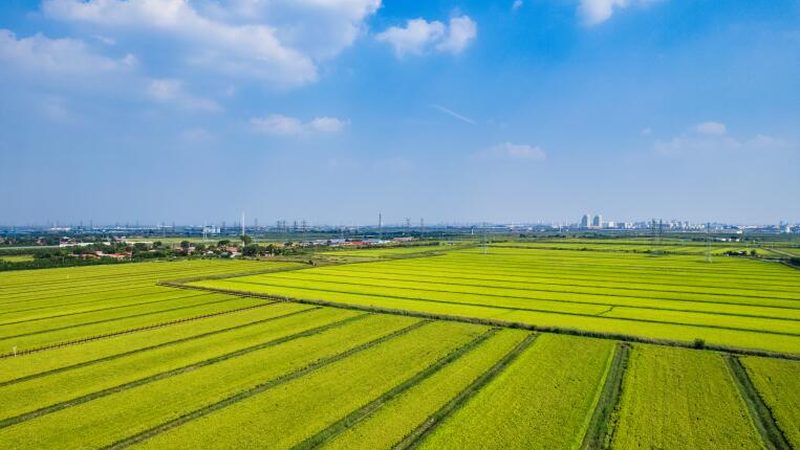 山东农业合作社代理：条件解析与费用考量**