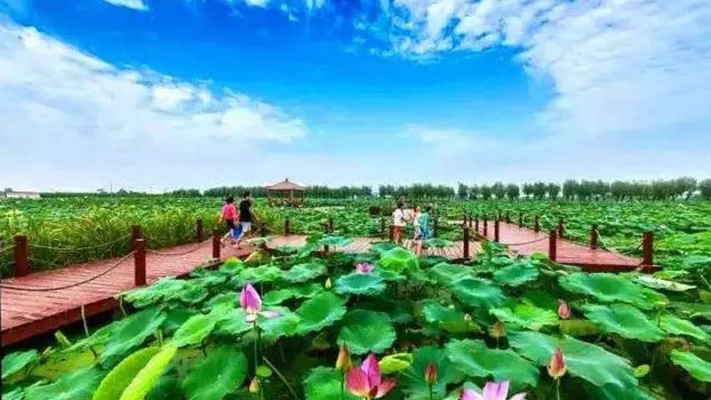 农业项目加盟，如何规避潜在风险？**