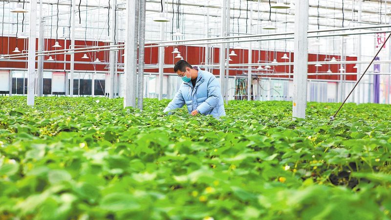有机蔬菜代理标准规范：守护餐桌上的绿色承诺**