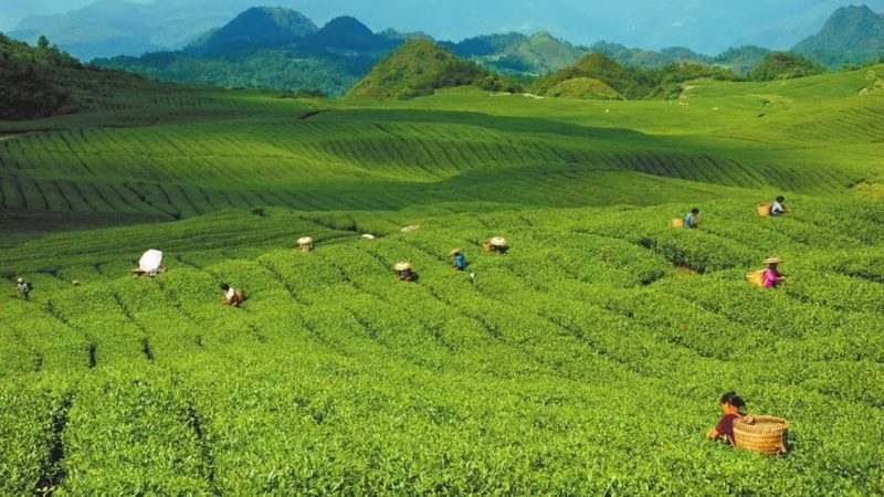 生鲜配送供应链管理规范最新版：构建高效冷链保障