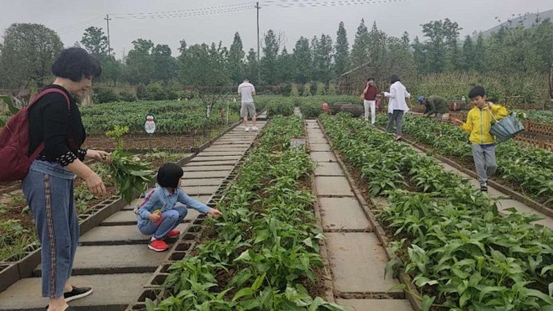 企业有机蔬菜配送上门方案