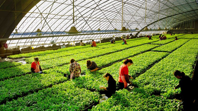 土豆深加工设备：揭秘高效生产流程